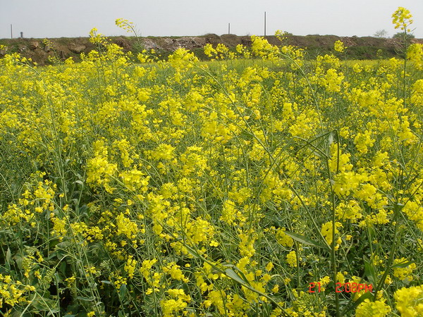 湘江边的油菜花