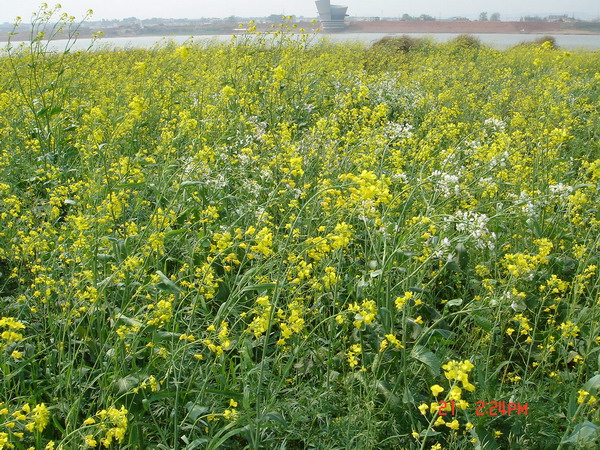 湘江边的油菜花