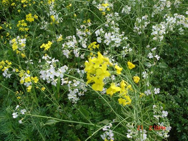湘江边的油菜花