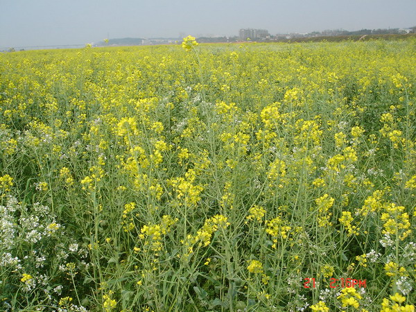 湘江边的油菜花