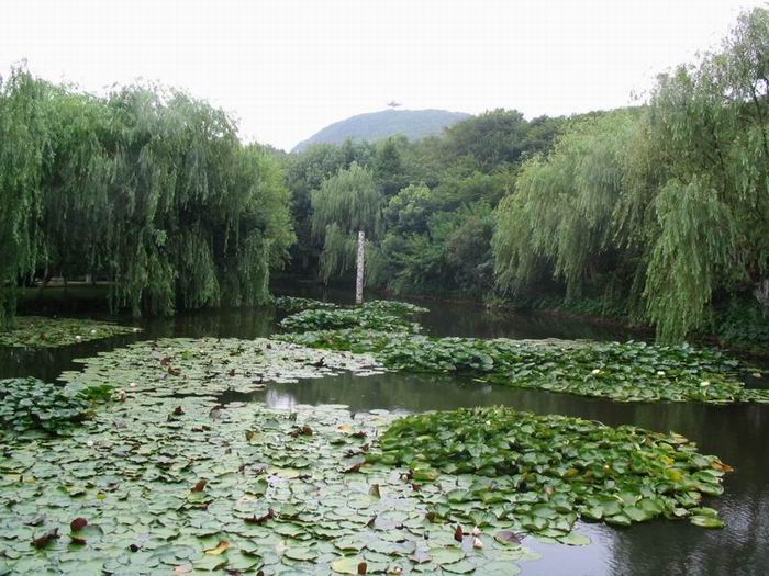 非常秀丽的桃花寨